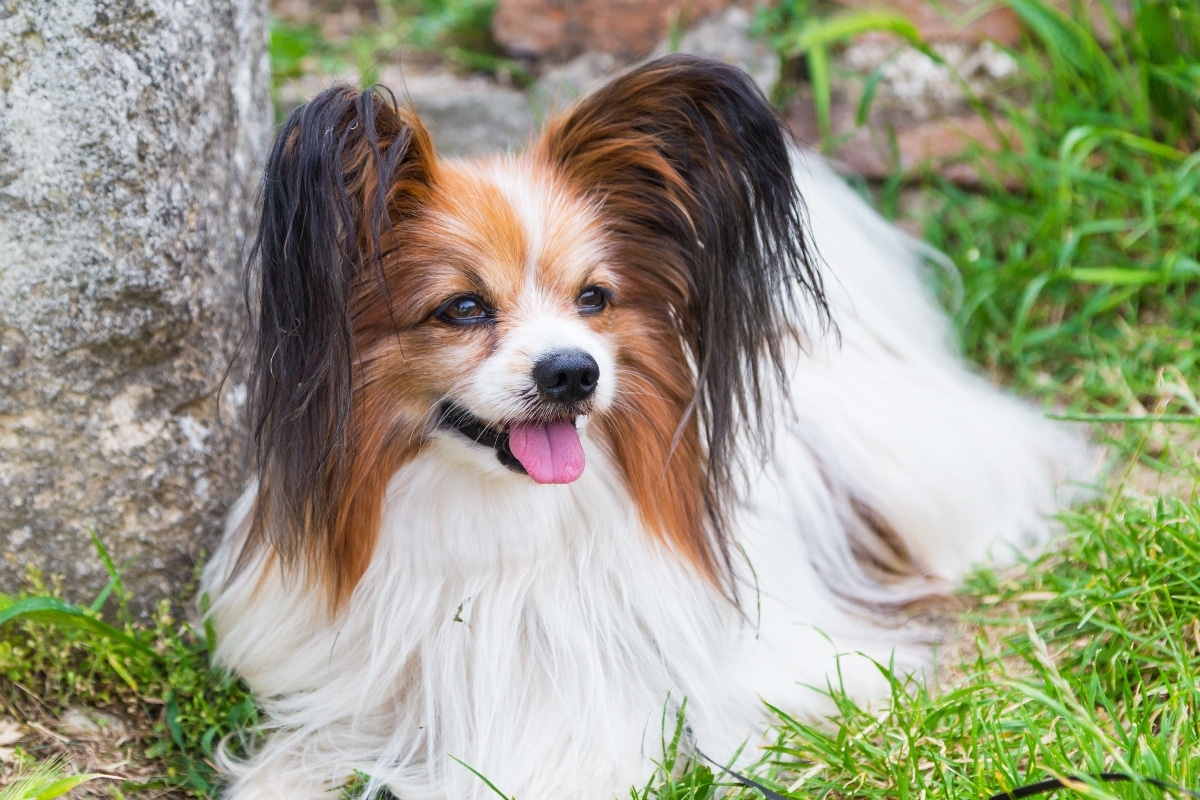 Flea Treatment